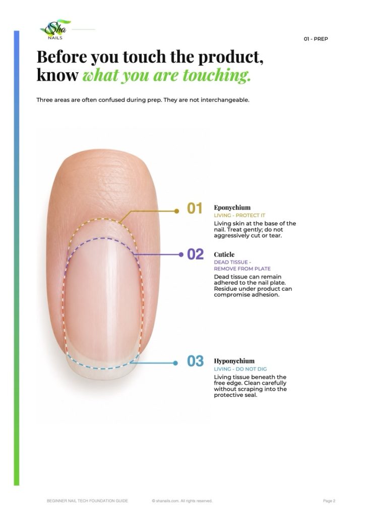 Page 2 of the guide, Before you touch the product, know what you are touching: a diagram of a natural nail labelling the eponychium, the cuticle and the hyponychium.