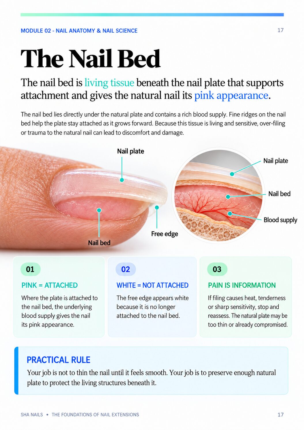 Manual page on the nail bed, with a cross-section showing how the nail plate attaches to the living tissue beneath