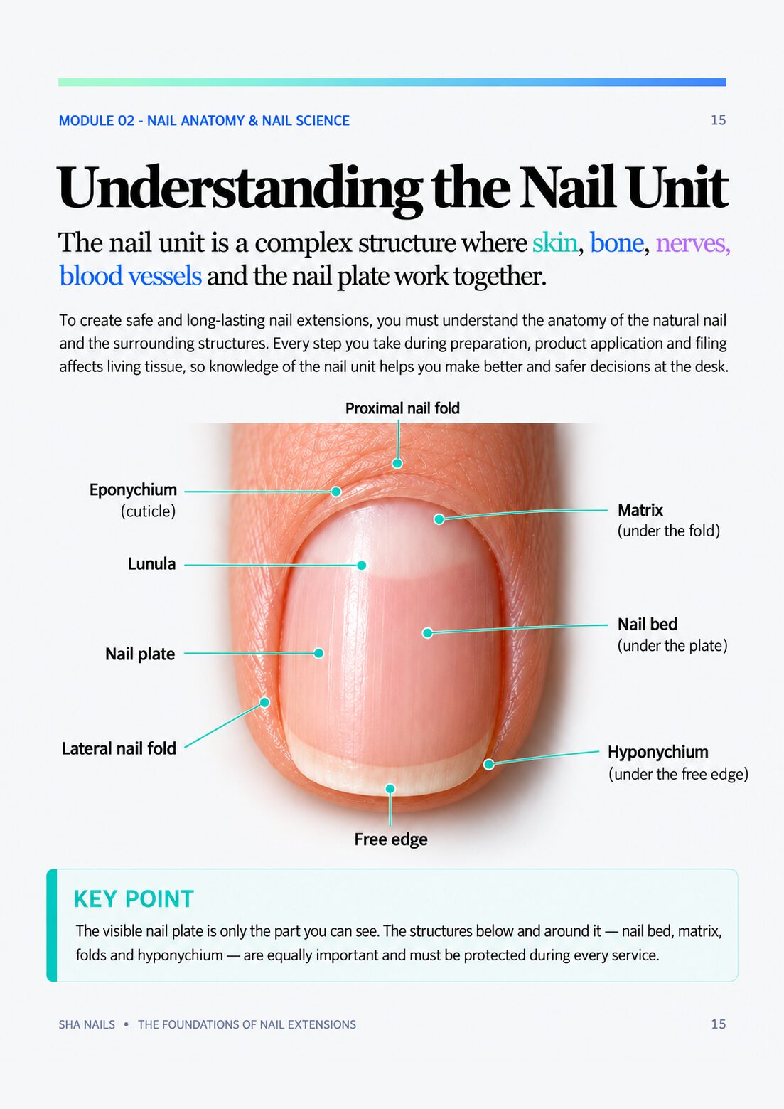 Manual page with a labelled diagram of the nail unit: nail plate, matrix, eponychium, lunula, nail folds and hyponychium